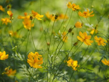 Sarı çiçek Meksika Aster Klondyke türü parlak ışık mantarı doğadaki güzel