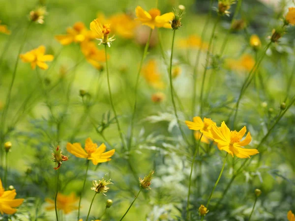 Sarı çiçek Meksika Aster Klondyke türü parlak ışık mantarı doğadaki güzel