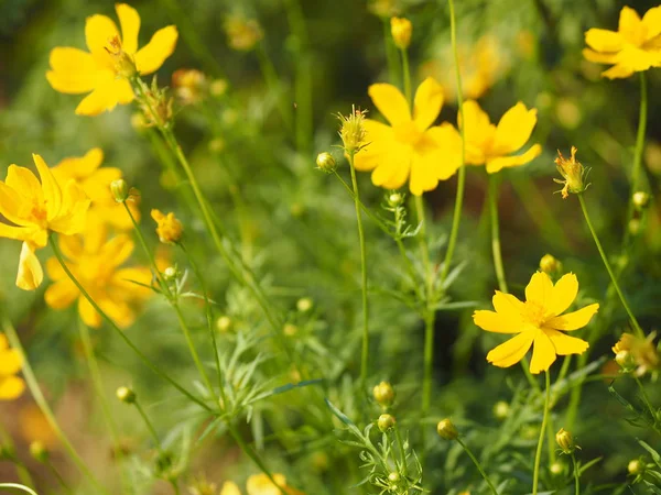 Sarı çiçek Meksika Aster Klondyke türü parlak ışık mantarı doğadaki güzel