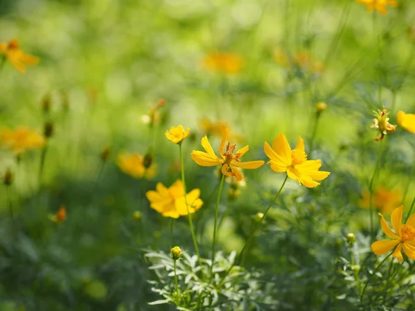 Sarı çiçek Meksika Aster Klondyke türü parlak ışık mantarı doğadaki güzel