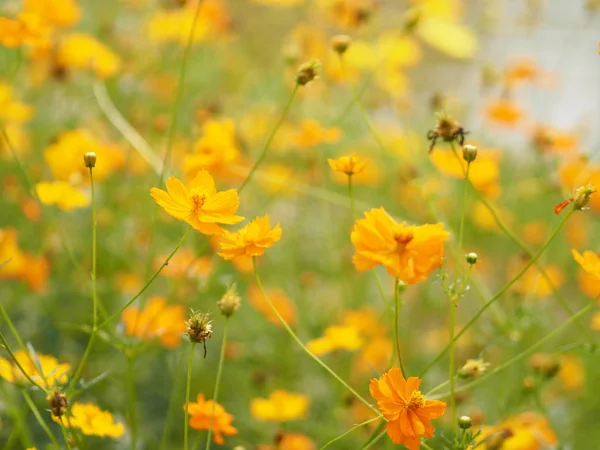 Sarı çiçek Meksika Aster Klondyke türü parlak ışık mantarı doğadaki güzel