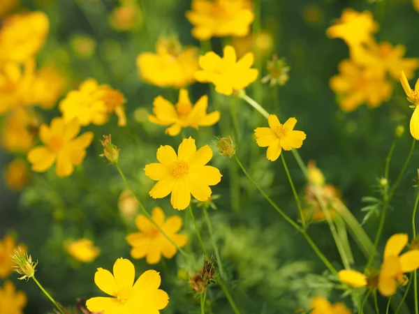 Sarı çiçek Meksika Aster Klondyke türü parlak ışık mantarı doğadaki güzel