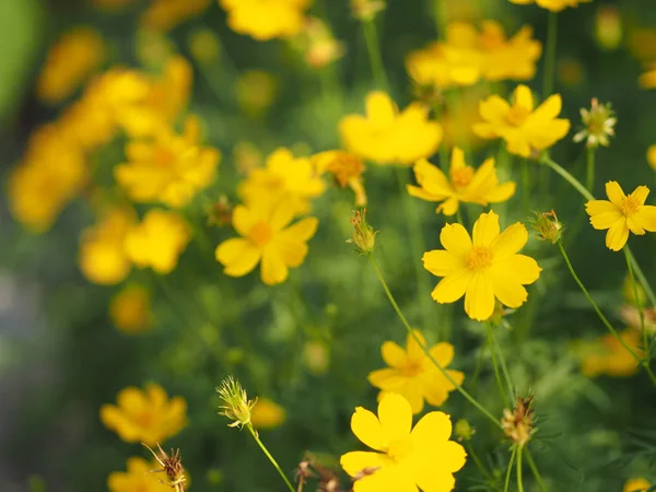 Sarı çiçek Meksika Aster Klondyke türü parlak ışık mantarı doğadaki güzel