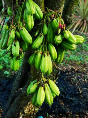 Yeşil meyve sonuç Bilimbi Bilimbing salatalık ağaç ekşi