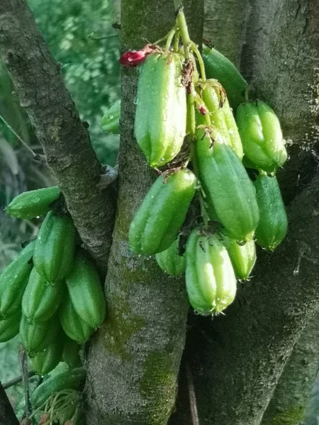 Fruta Verde Resultado Azedo Bilimbi Bilimbing Pepino Árvore — Fotografia de Stock