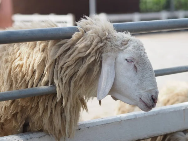 sheep in farm animals closeup face