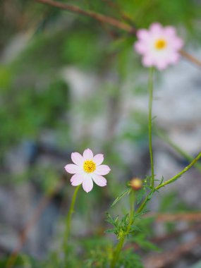 pembe çiçek Cosmos uzunkuyruk vahşi cosmos Ulam Raja Kral bir yeşil salata sebze