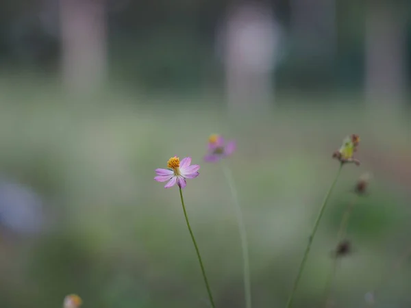 Rosa Blume Kosmos Caudatus Wilder Kosmos Ulam Raja König Des — Stockfoto