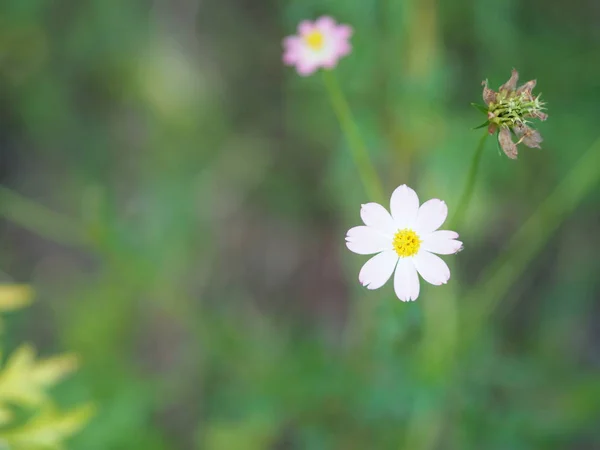 Pembe Çiçek Cosmos Uzunkuyruk Vahşi Cosmos Ulam Raja Kral Bir — Stok fotoğraf