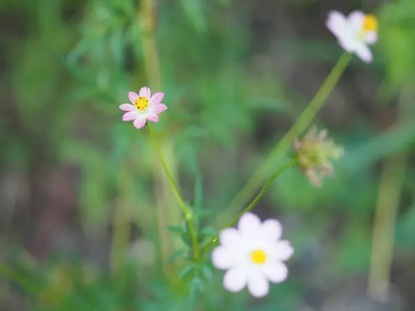 Rózsaszín Virág Cosmos Caudatus Vadon Élő Mindenségrend Ulam Raja Királya — Stock Fotó