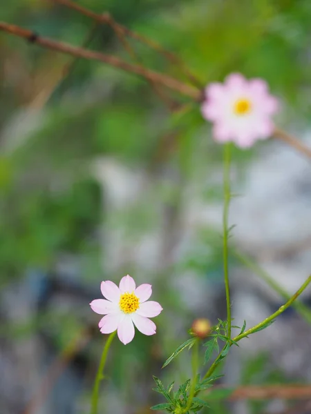 Rózsaszín Virág Cosmos Caudatus Vadon Élő Mindenségrend Ulam Raja Királya — Stock Fotó