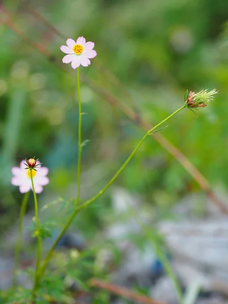 Rózsaszín Virág Cosmos Caudatus Vadon Élő Mindenségrend Ulam Raja Királya — Stock Fotó