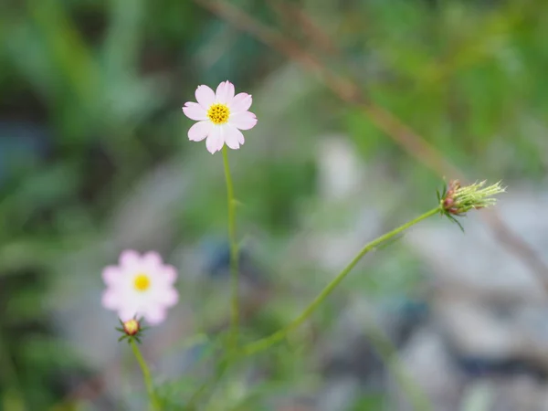 Rózsaszín Virág Cosmos Caudatus Vadon Élő Mindenségrend Ulam Raja Királya — Stock Fotó