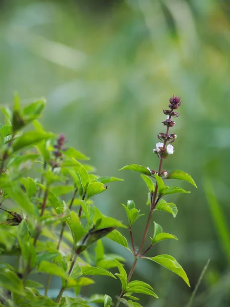 Sweet Basil, Thai Basil leaf green vegetable purple flower