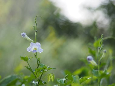 Mavi çiçek doğada güzel arka plan bulanıklık