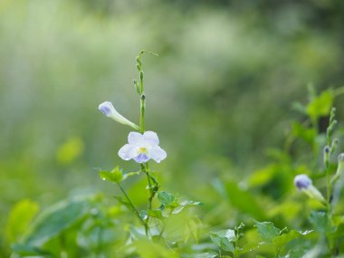 Mavi çiçek doğada güzel arka plan bulanıklık