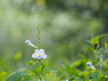 Mavi çiçek doğada güzel arka plan bulanıklık