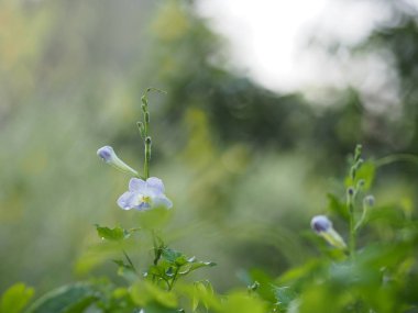 Mavi çiçek doğada güzel arka plan bulanıklık