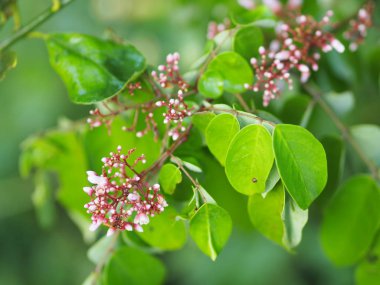 Carambola çiçek meyve bahçesinde arka plan bulanıklık