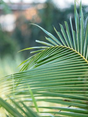 Hindistan cevizi yaprakları arka plan doğa bulanıklık 