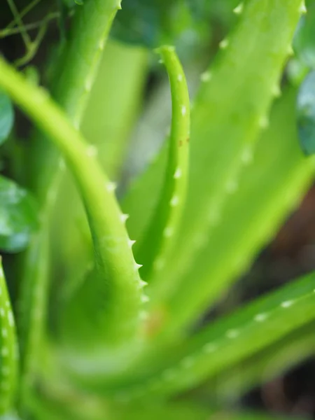 Aloevera Bitki Yeşil Bitki Bulanıklık Arka Plan — Stok fotoğraf