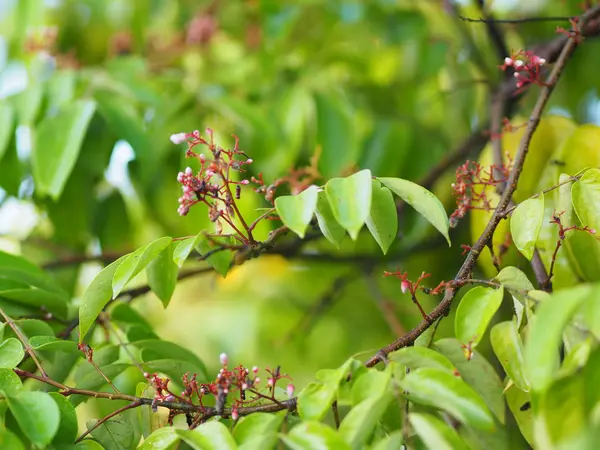 Carambola Fleur Fruit Dans Jardin Fond Flou — Photo