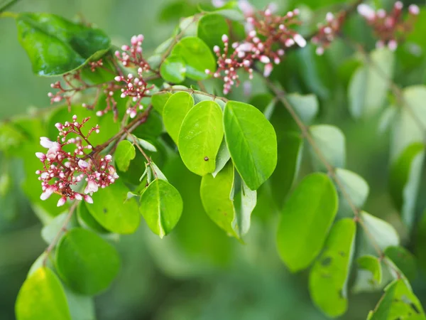 Carambola Fleur Fruit Dans Jardin Fond Flou — Photo