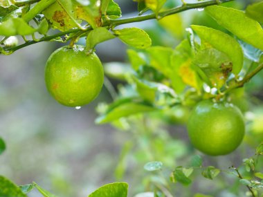 Yeşil limon bahçesinde arka plan bulanıklık