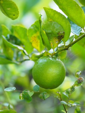 Yeşil limon bahçesinde arka plan bulanıklık