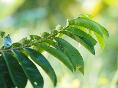 Doğada bulanıklık zemin üzerine yeşil yaprakları 