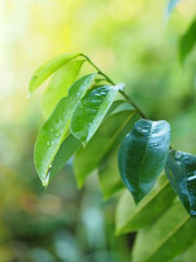 Doğada bulanıklık zemin üzerine yeşil yaprakları 