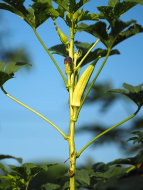 Bamya yeşil sebze bahçesinde arka plan bulanıklık