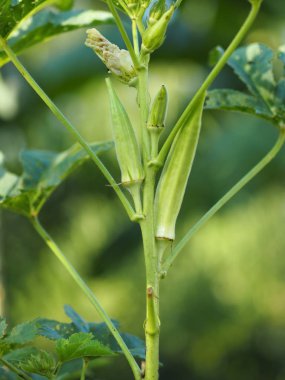 Bamya yeşil sebze bahçesinde arka plan bulanıklık