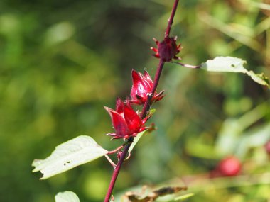 Roselle kırmızı meyve çiçek bahçesinde arka plan bulanıklık