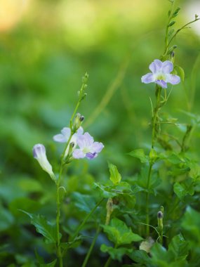 Mor çiçek ise doğada arka plan bulanıklık