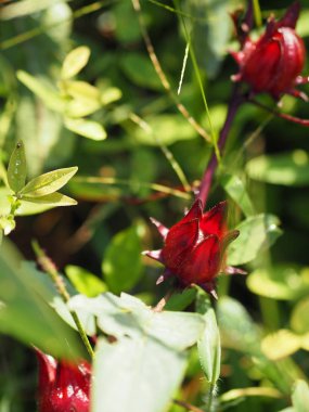 Roselle kırmızı meyve çiçek bahçesinde arka plan bulanıklık