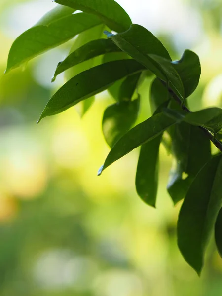 Grüne Blätter Auf Verschwommenem Hintergrund Der Natur — Stockfoto