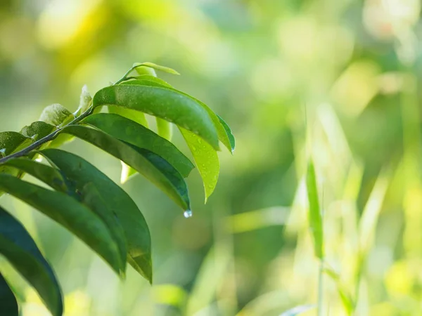 Grüne Blätter Auf Verschwommenem Hintergrund Der Natur — Stockfoto