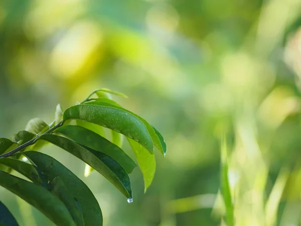 Grüne Blätter Auf Verschwommenem Hintergrund Der Natur — Stockfoto