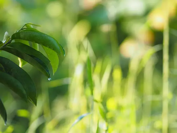 Grüne Blätter Auf Verschwommenem Hintergrund Der Natur — Stockfoto