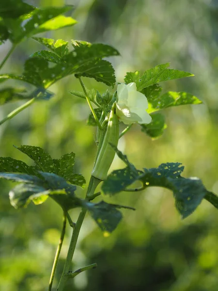 Okra Vegetal Verde Fondo Borroso Jardín — Foto de Stock