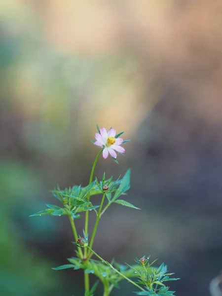 Rosa Blume Der Natur Verschwimmen Hintergrund — Stockfoto