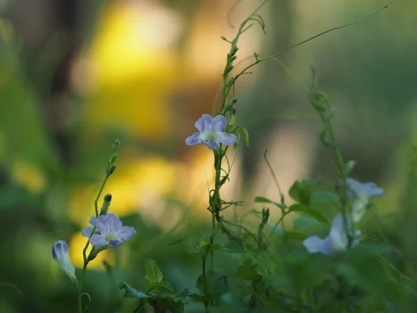Lila Blütenprasseln Der Natur Verschwimmen Hintergrund — Stockfoto