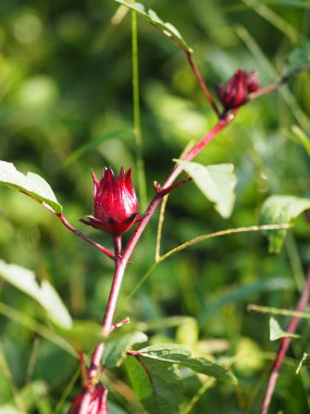 Roselle kırmızı meyve çiçek bahçesinde arka plan bulanıklık