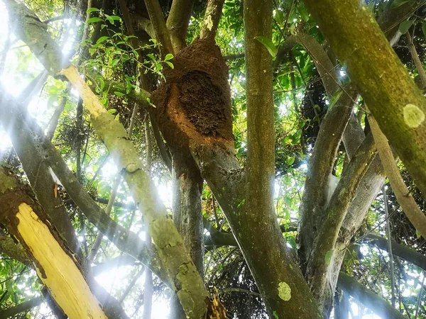 Термитное Гнездо Белом Муравьином Животном — стоковое фото