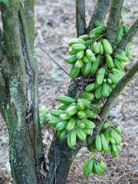 Meyve Bilimbi Bilimbing salatalık ağaç ekşi yeşil