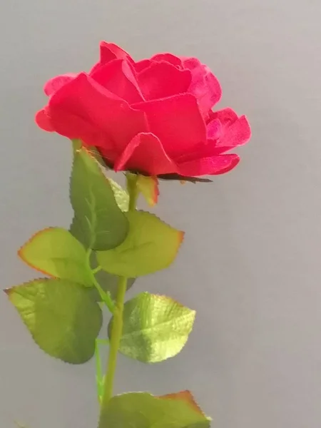 Red Rose Flower Black Background Love Valentine Day — Stock Photo, Image