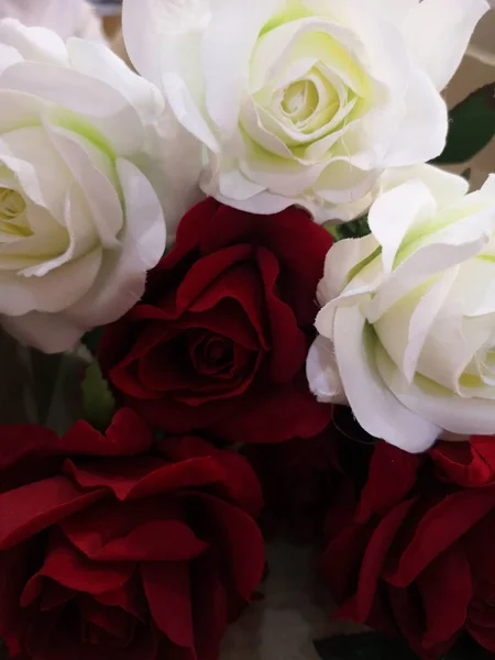 Vörös Fehér Rózsa Szerelem Valentin Nap — Stock Fotó