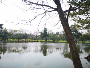 Su göl ortamı park arka plan doğa gölge ve gölge ağacı ayna yansıtacak 