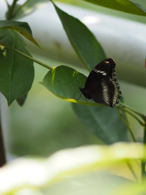  Siyah yeşil uçan kelebek doğa hayvan böcek bırakır